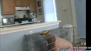 British Amateur's Bondage Ballbusting Cuckold Session